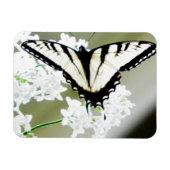 Eastern Tiger Frack Butterfly Foto Magnet (Horizontal)