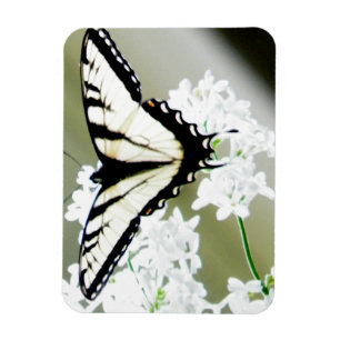 Eastern Tiger Frack Butterfly Foto Magnet