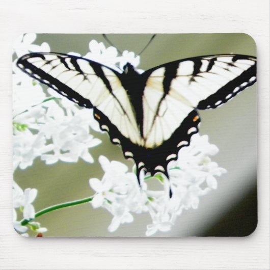 Eastern Tiger Frack Butterfly Foto Mousepad (Vorne)