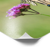 Eastern Tiger Frack Butterfly Fotodruck (Ecke)