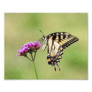 Eastern Tiger Frack Butterfly Fotodruck