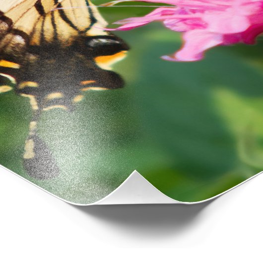 Eastern Tiger Frack Butterfly Fotodruck (Ecke)