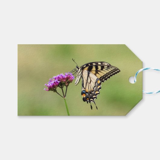 Eastern Tiger Frack Butterfly Geschenkanhänger (Vorderseite (Horizontal))