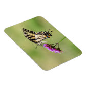 Eastern Tiger Frack Butterfly Magnet (Rechte Seite)