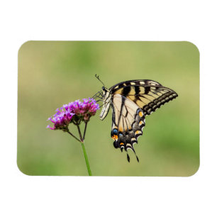 Eastern Tiger Frack Butterfly Magnet