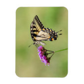 Eastern Tiger Frack Butterfly Magnet (Vertikal)