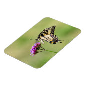 Eastern Tiger Frack Butterfly Magnet (Linke Seite)