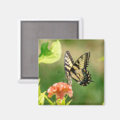 Eastern Tiger Frack Butterfly Magnet (Vorderseite/Rückseite)