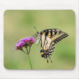 Eastern Tiger Frack Butterfly Mousepad