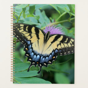 Eastern Tiger Frack Butterfly Planer