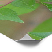 Eastern Tiger Frack Butterfly Poster (Ecke)