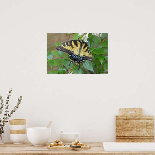 Eastern Tiger Frack Butterfly Poster (Küche)
