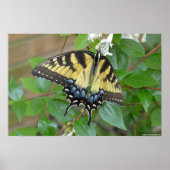 Eastern Tiger Frack Butterfly Poster (Vorne)