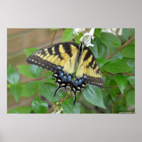 Eastern Tiger Frack Butterfly