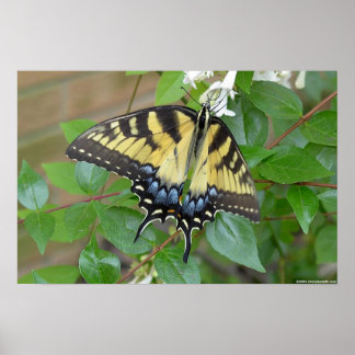 Eastern Tiger Frack Butterfly Poster
