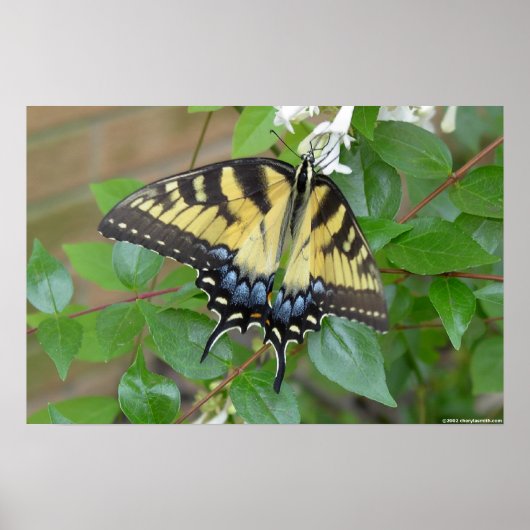 Eastern Tiger Frack Butterfly Poster (Vorne)
