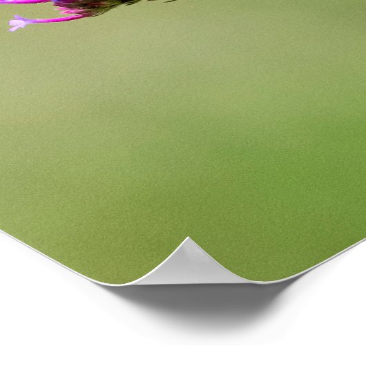 Eastern Tiger Frack Butterfly Poster (Ecke)