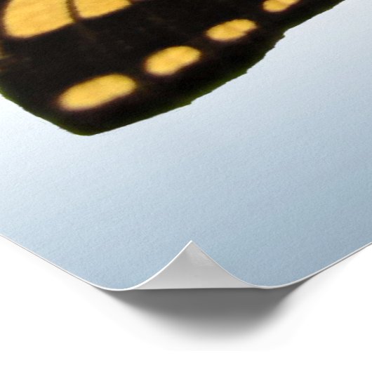 Eastern Tiger Frack Butterfly Poster (Ecke)