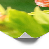 Eastern Tiger Frack Butterfly Poster (Ecke)