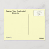Eastern Tiger Frack Butterfly Postkarte (Rückseite)
