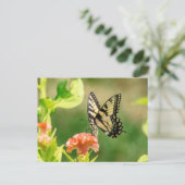 Eastern Tiger Frack Butterfly Postkarte (Stehend Vorderseite)