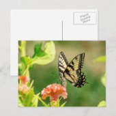 Eastern Tiger Frack Butterfly Postkarte (Vorne/Hinten)