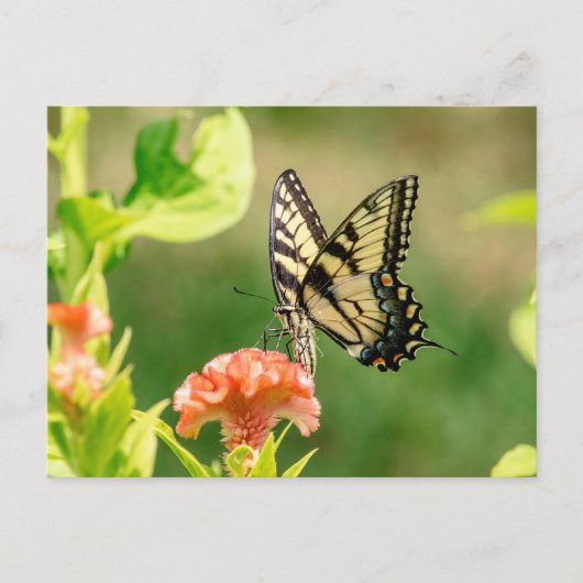 Eastern Tiger Frack Butterfly Postkarte (Vorderseite)