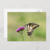 Eastern Tiger Frack Butterfly Postkarte (Vorne/Hinten)