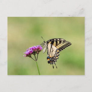 Eastern Tiger Frack Butterfly Postkarte