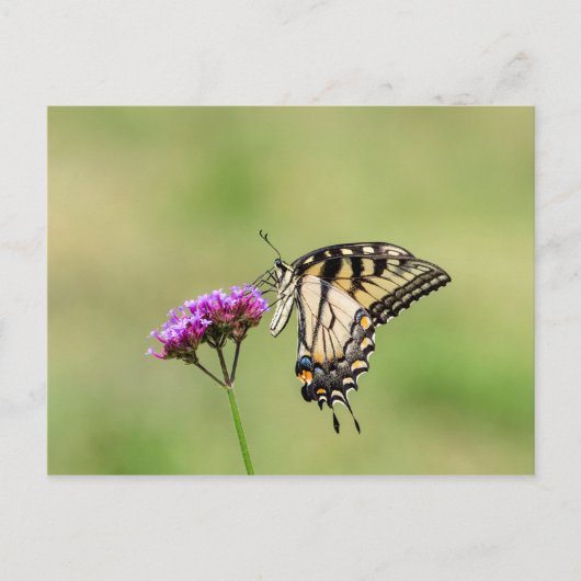 Eastern Tiger Frack Butterfly Postkarte (Vorderseite)