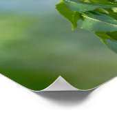 Eastern Tiger Frack China Berry Tree Poster (Ecke)