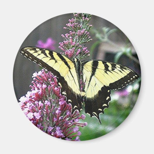 EASTERN TIGER FRACK-Magnet Magnet (Vorne)