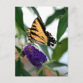 Eastern Tiger Frack Staat Butterfly Foto Postkarte (Vorderseite)