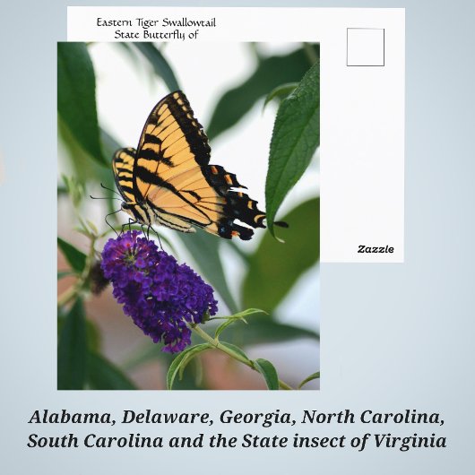 Eastern Tiger Frack Staat Butterfly Foto Postkarte