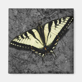 Eastern Tiger Magnet (Vorne)