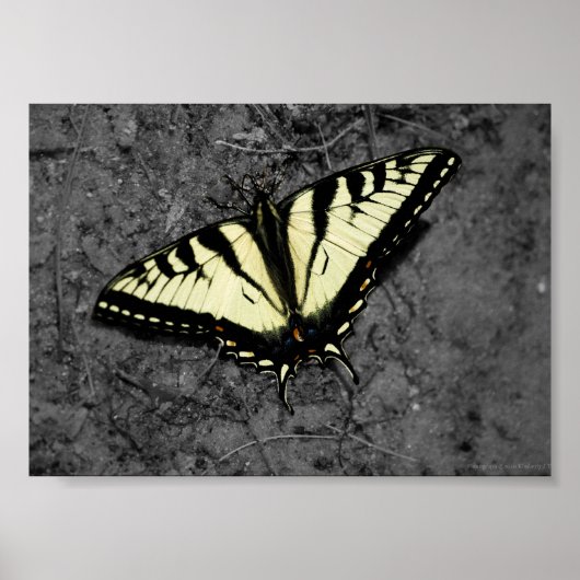 Eastern Tiger Print Poster (Vorne)