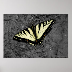 Eastern Tiger Print Poster