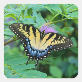 Eastern Tiger Swallowtail Butterfly Quadratischer Aufkleber