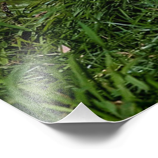 Eastern Timber Wolf Fotodruck (Ecke)