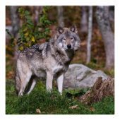 Eastern Timber Wolf Fotodruck (Vorne)
