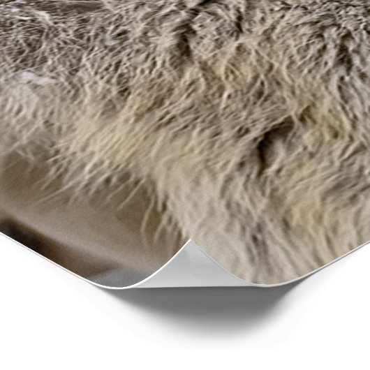 Eastern Timber Wolf Poster (Ecke)