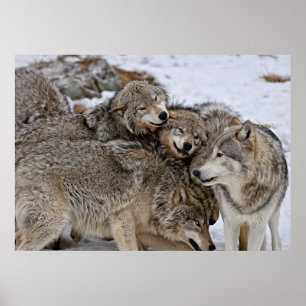 Eastern Timber Wolf Poster