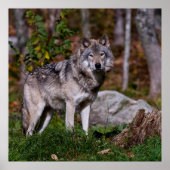 Eastern Timber Wolf Poster (Vorne)