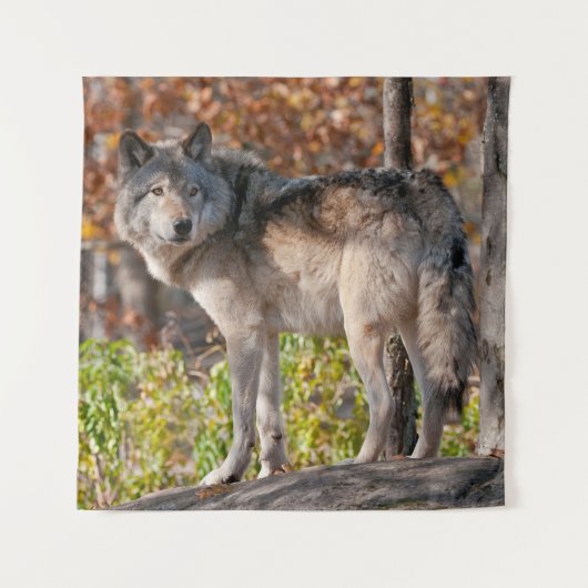 Eastern Timber Wolf  Wandteppich (Vorderseite)