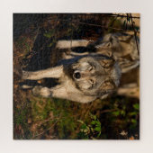 Eastern Timber Wolves Jigsaw Puzzle (Horizontal)