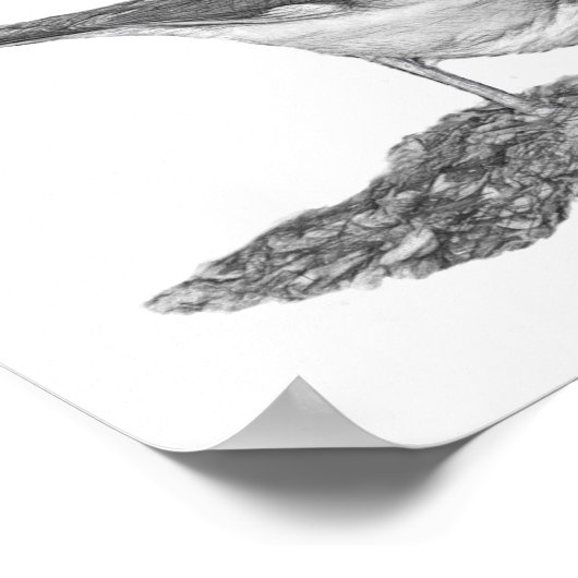 Eastern Towhey Poster (Ecke)