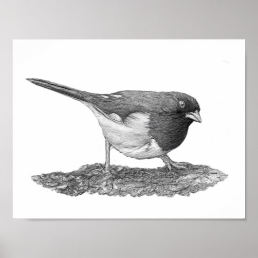 Eastern Towhey Poster (Vorne)