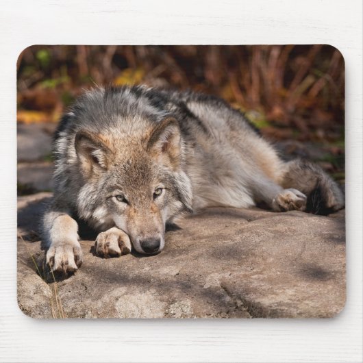 Eastern Wolf Mousepad (Vorne)