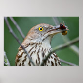 "Eat Me" Brown Thrasher mit Breakfast Poster (Vorne)