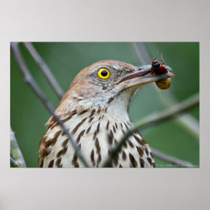 "Eat Me" Brown Thrasher mit Breakfast Poster